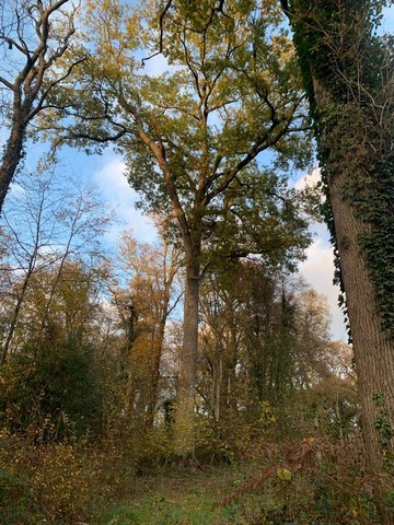 oculentation et formation