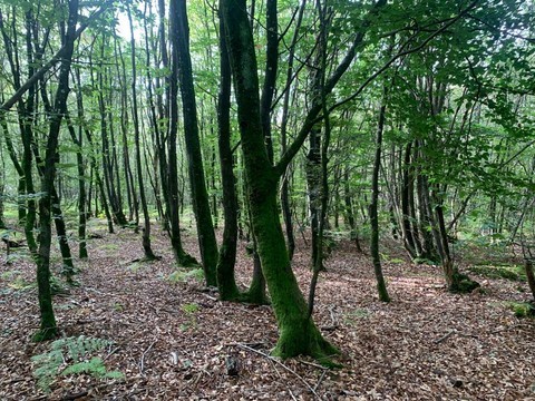Rechercher et planter des arbres