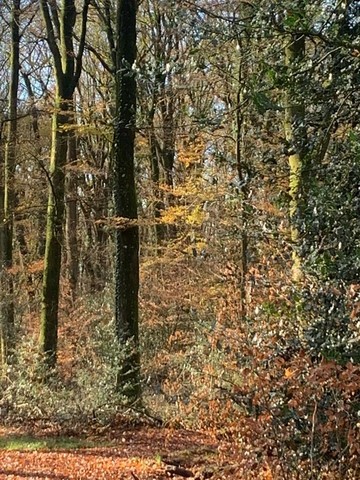 Moindre impact environnemental